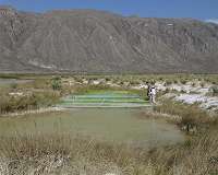 Rules of life: From a pond to the beyond