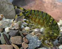 Environmental toxins are impacting Lake Baikal