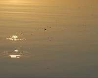 Research shows fertilization drives global lake emissions of greenhouse gases