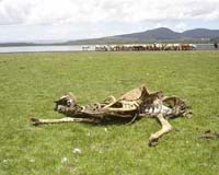 Drought-hit Kenya declares 'national disaster'