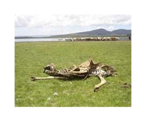 Kenyan herders get satellite livestock insurance
