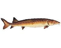 WWF releases 11,000 sturgeons to restock Danube