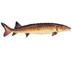 Living fossils? Actually, sturgeon are evolutionary speedsters