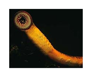 Lampreys Give Clues To Evolution Of Immune System