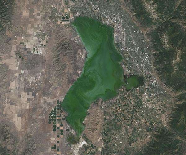 Excess nitrogen has made sargassum the world's largest harmful algal bloom