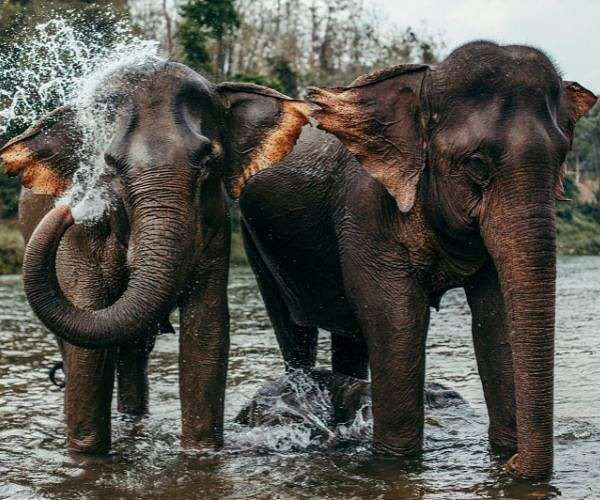Asian elephants found to have significantly larger brains than African counterparts