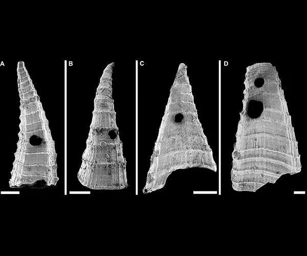 Study uncovers ancient predator-prey rivalry in Cambrian seas