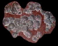 Taking dinosaur temperatures with eggshells
