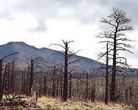 Large trees - key climate influencers - die first in drought