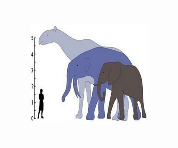 Earth prefers to serve life in XXS and XXL sizes: UBC research