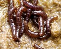 Antarctic insect genome is smallest to date