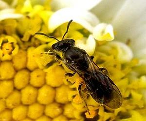 Can Bees Color Maps Better Than Ants?