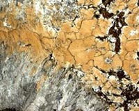 Digging Up Ancient Microbes