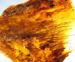 Tree resin captures evolution of feathers on dinosaurs and birds