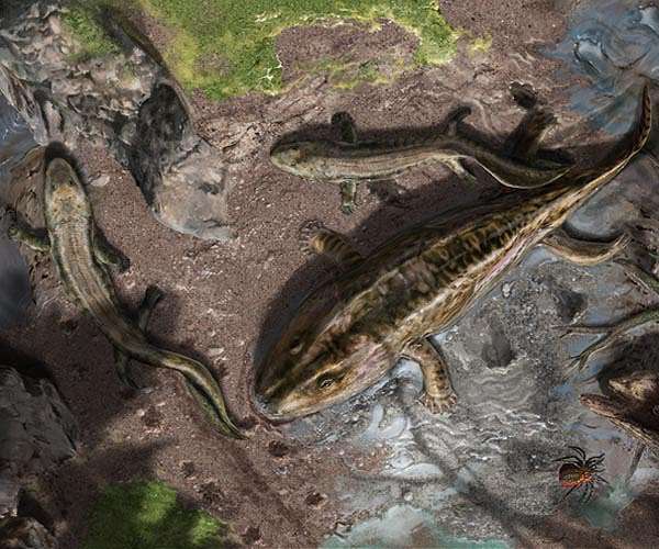 Ancient Scottish Fossils Push Back Tetrapod Timeline