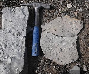 First mass extinction linked to marine anoxia