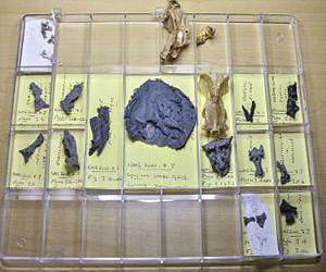 Where we split from sharks: Common ancestor comes into focus
