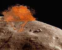 More Evidence For Multiple Meteorite Magmas