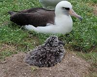 65-year-old Laysan albatross hatches 40th chick