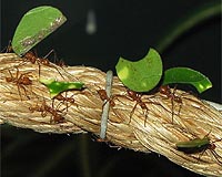 Farming And Chemical Warfare: A Day In The Life Of An Ant