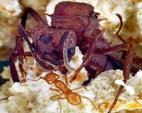Royal Corruption Is Rife In The Ant World