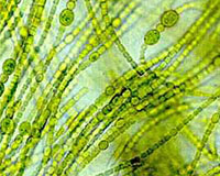 Scientists Work To Plug Microorganisms Into The Energy Grid
