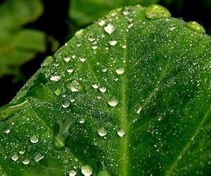 Shrinking leaves point to climate change