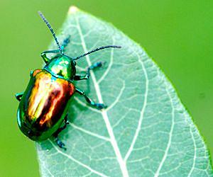 Far from random, evolution follows a predictable genetic pattern