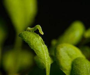 The hungry caterpillar: Beware your enemy's enemy's enemy