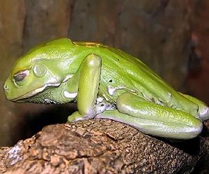 Unique Frog Helps Amphibian Conservation Efforts