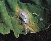 New Green Pesticides First To Exploit Plant Defenses In Battle Of Fungi