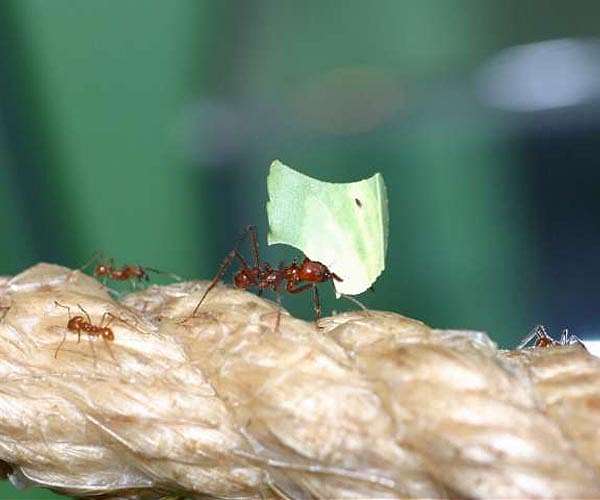 Farmer ants evolved to host bacteria on their bodies for fungal protection
