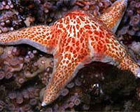Canada protects underwater volcanic mountain