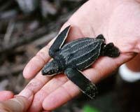 For giant turtles, beach offers a precarious start to life