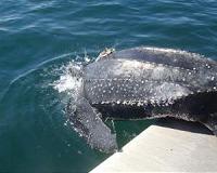 Tracking endangered leatherback sea turtles by satellite, key habitats identified