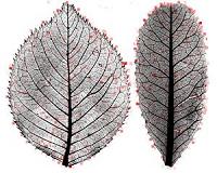 Leaf mysteries revealed through the computer's eye
