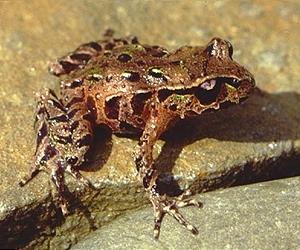 Prehistoric Frogs Face Extinction