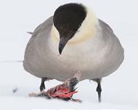 Researchers reveal the dynamics behind Arctic ecosystems