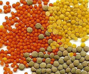 New variety of lentil is developed