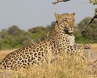 Leopard kills, decapitates 3-year-old in India