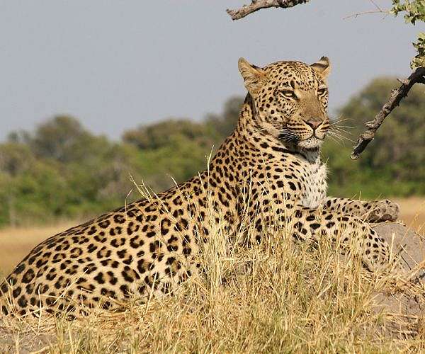 Artificial insemination raises hopes for world's rarest big cat