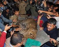 Traps snare three endangered leopards in Sri Lanka