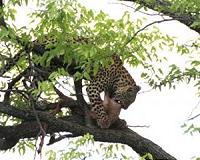 Sri Lanka bans phones in safari park to save leopards