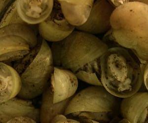 Deep sea animals stowaway on submarines and reach new territory