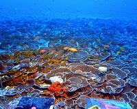 Coral bleaching 'lifeboat' could be just beneath the surface