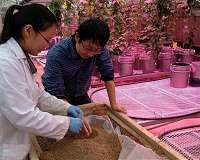 Root discovery may lead to crops that need less fertilizer