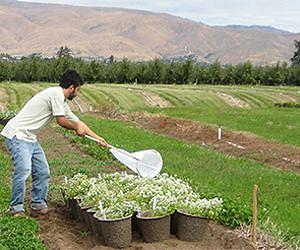Flower power fights orchard pests