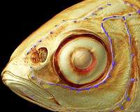 How do fishes perceive their environment?