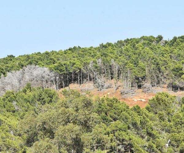 Libya green group battles to save remaining forests