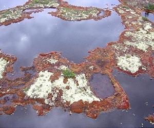 Lichen evolved on 2 tracks, like marsupials and mammals